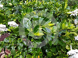 Plant gardeniaÃ¢â¬ËGolden MagicÃ¢â¬â¢, which has flowers that turn yellow with age. photo